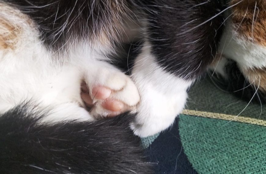 Ein Samstag – Katze und Blumen